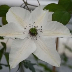 Clematis Pistachio™ Evirida