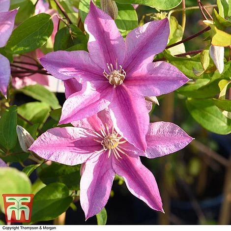Clematis 'Sally'™ Evipo077 - Image 4