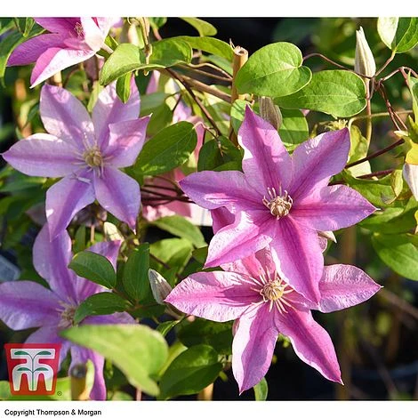 Clematis 'Sally'™ Evipo077