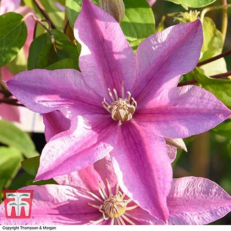 Clematis 'Sally'™ Evipo077 - Image 2