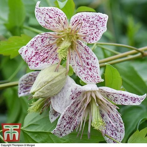 Winter Flowering Clematis Trio - Image 4