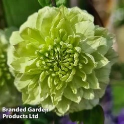 Clematis Florida 'Manju'