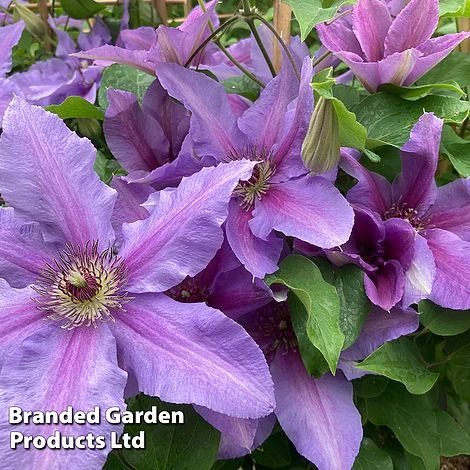 Clematis ‘Tumaini' (Evigsy151) - Image 3