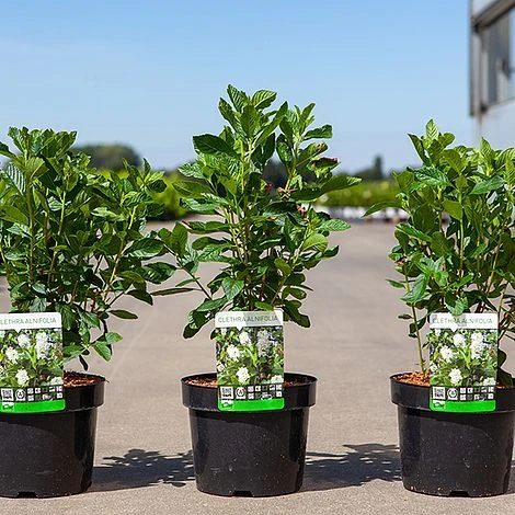 Clethra Alnifolia 'Vanilla Spice' - Image 2