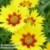 Coreopsis Grandiflora 'Heliot'