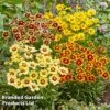 Coreopsis 'Solar Collection'