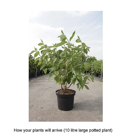 Cornus Alba 'Baton Rouge' - Image 2