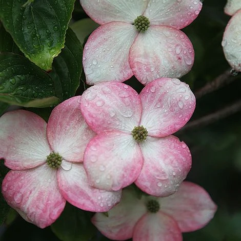 Cornus Kousa 'Satomi' - Image 3