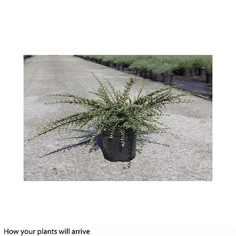 Cotoneaster Horizontalis 'Variegatus' - Image 2