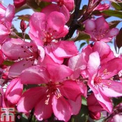 Crab Apple 'Diable Rouge'