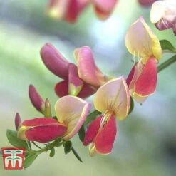 Cytisus 'Zeelandia'