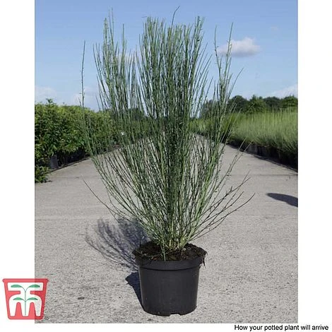 Cytisus 'Zeelandia' - Image 2