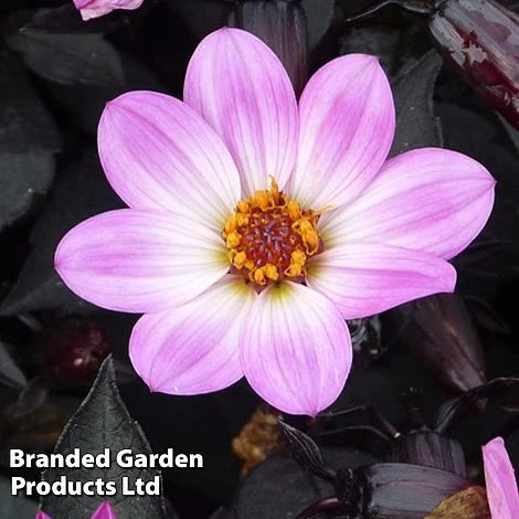 Dahlia Happy Days Pink - Image 2