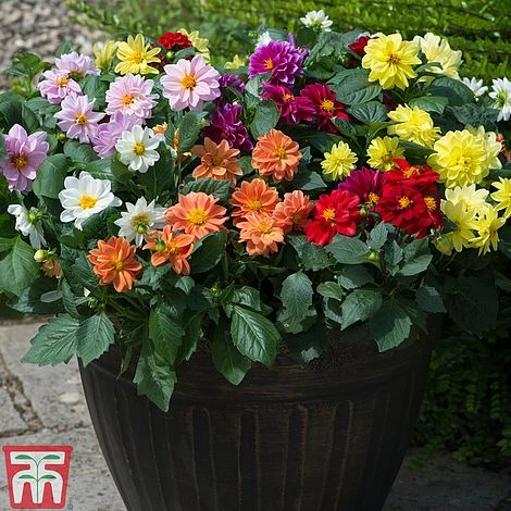 Dahlia 'Figaro Mixed' - Image 2