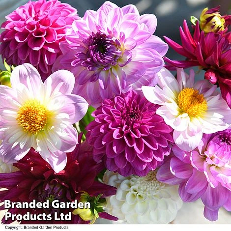 Dahlia 'Berry Sorbet Mix' - Image 2