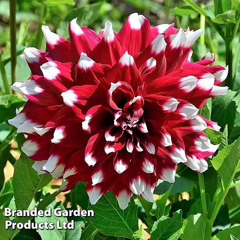Dahlia 'Perfect Patchwork Collection' - Image 2