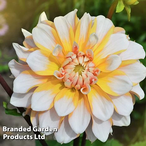 Dahlia 'Perfect Patchwork Collection' - Image 5