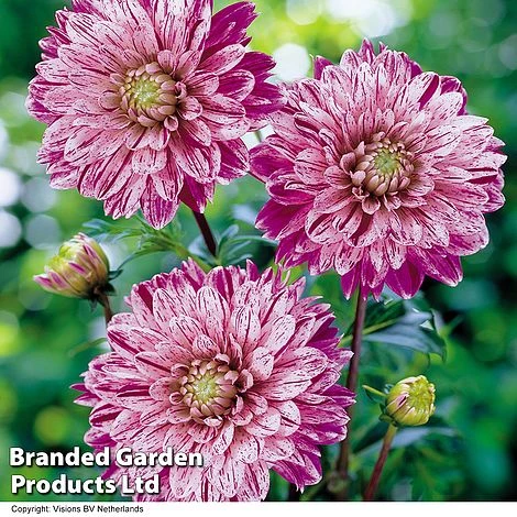 Dahlia 'Perfect Patchwork Collection' - Image 6
