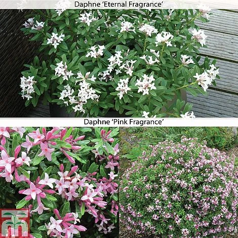 Daphne 'Fragrance Collection'