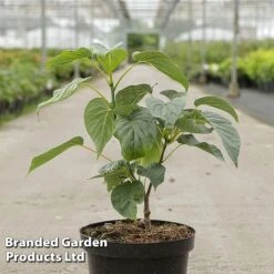 Davidia Involucrata 'Sonoma'