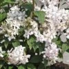 Deutzia X Hybrida 'Mont Rose'