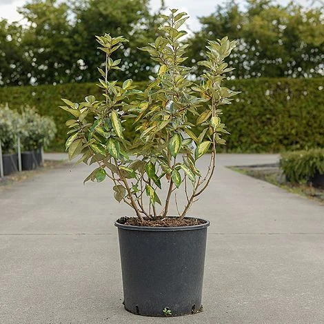 Elaeagnus Ebbingei 'Limelight' - Image 2