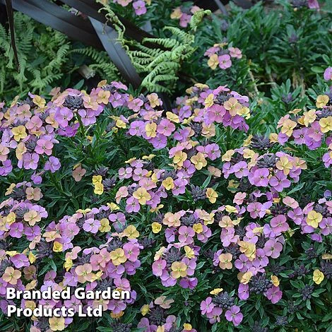 Erysimum 'Constant Cheer' - Image 2
