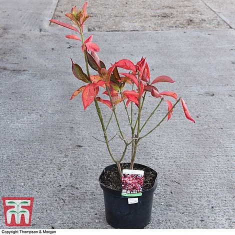 Euonymus Europaeus 'Red Cascade' - Image 4