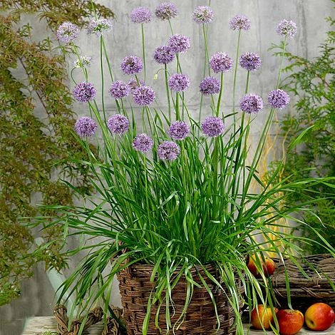 Allium 'Quattro' - Image 2