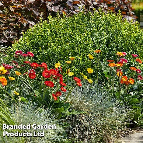 Gerbera Garvinea 'Cheeky Collection' - Image 6