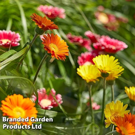 Gerbera Garvinea 'Cheeky Collection' - Image 7