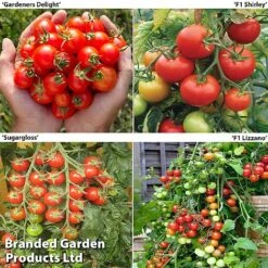 Tomato Collection (Grafted)