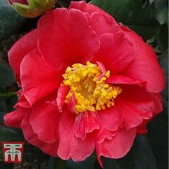 Camellia Japonica 'Guilio Nuccio'