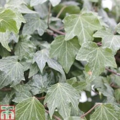 Hedera Helix 'Green Ripple'