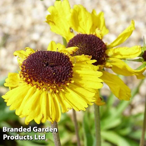 Helenium Tip Top - Image 2