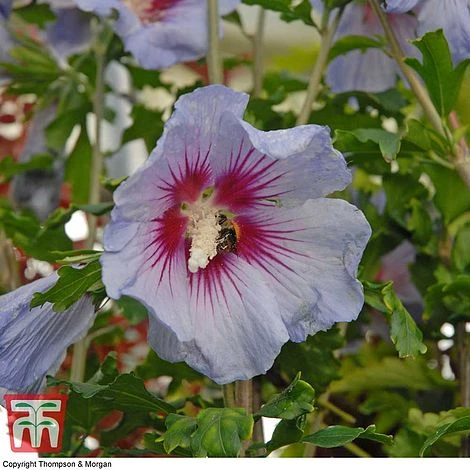 Hibiscus Syriacus 'Oiseau Bleu' - Image 2