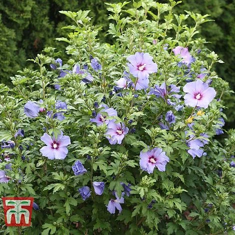 Hibiscus Syriacus 'Oiseau Bleu' - Image 3