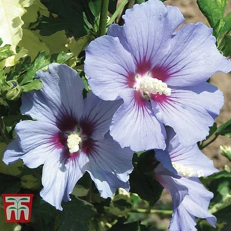 Hibiscus Syriacus 'Oiseau Bleu' - Image 4