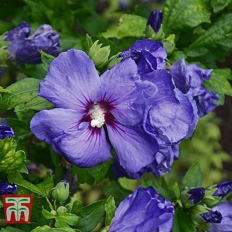 Hibiscus Syriacus 'Oiseau Bleu' - Image 5
