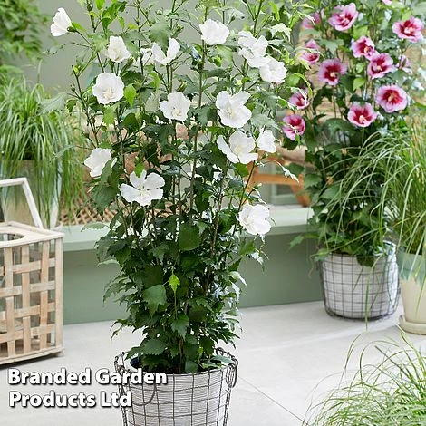 Hibiscus 'Flower Tower Collection' - Image 3