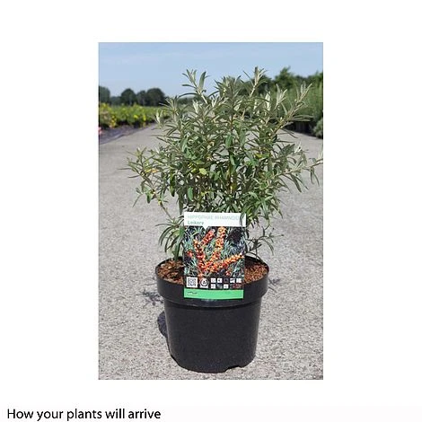 Hippophae Rhamnoides 'Leikora' - Image 4