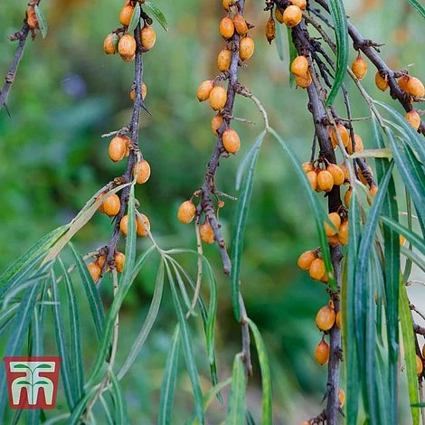 Hippophae Rhamnoides 'Leikora' - Image 3