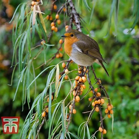 Hippophae Rhamnoides 'Leikora' - Image 2