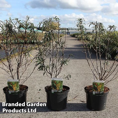 Hippophae Rhamnoides 'Julia'