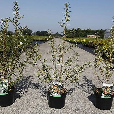 Hippophae Rhamnoides 'Pollmix' - Image 2