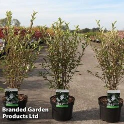 Hoheria Sexstylosa 'Stardust'