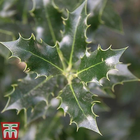 Holly 'Alaska'