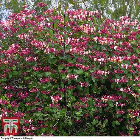 Honeysuckle 'Belgica' - Image 2