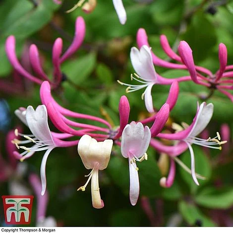 Honeysuckle 'Belgica' - Image 3