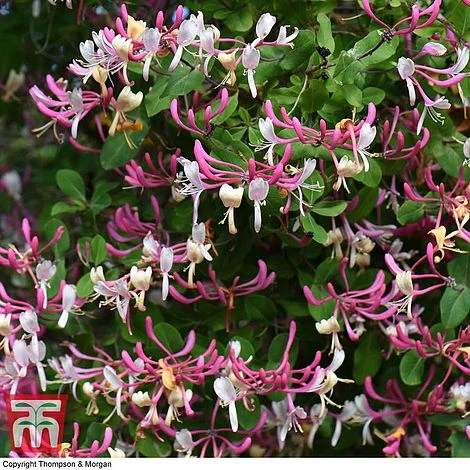 Honeysuckle 'Belgica' - Image 4